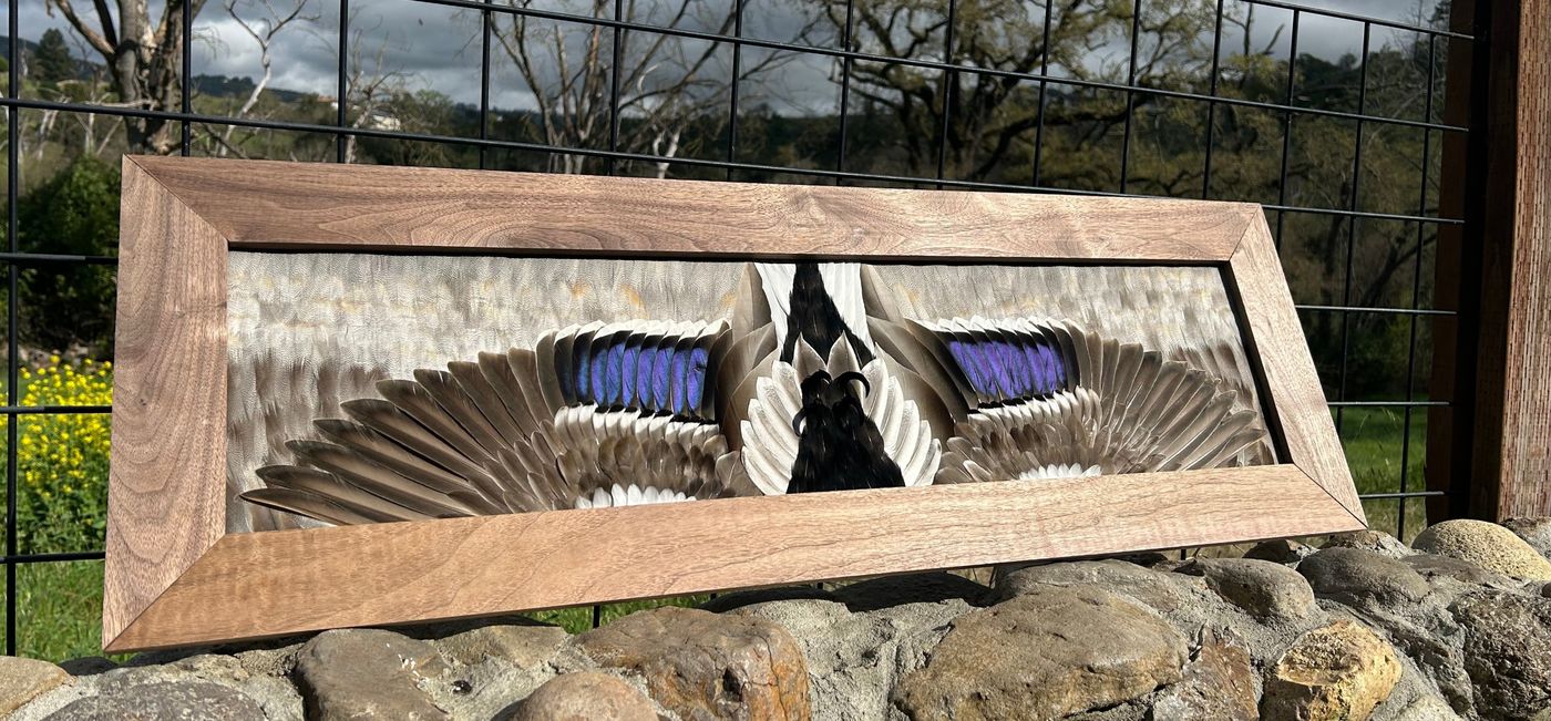 Mallard drake flying mount on a background of gray body feathers in a walnut frame