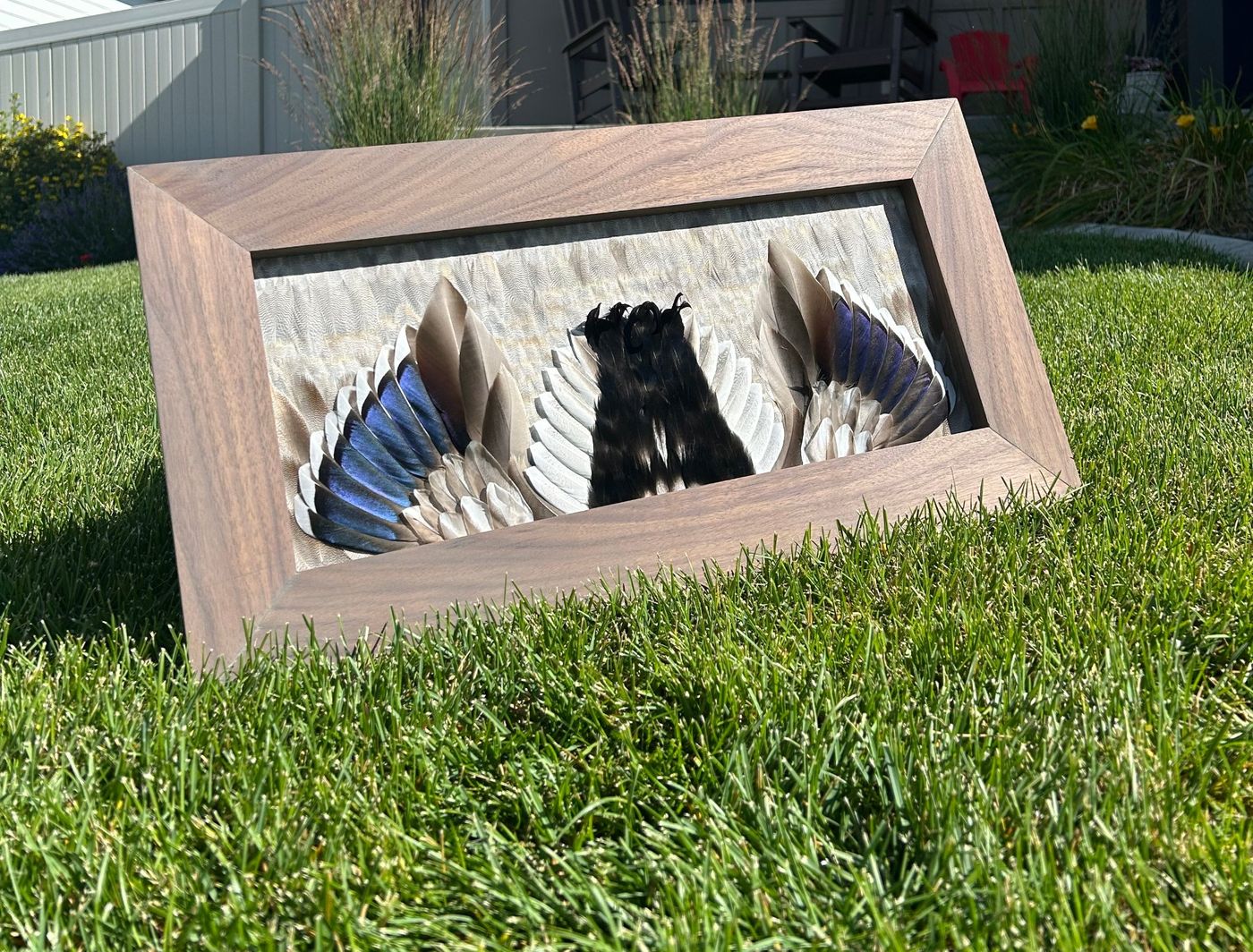 Mallard drake secondaries mount in a stained hardwood frame, with blue speculum feathers and black curl feathers at center