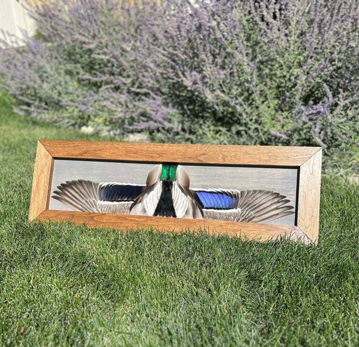 Mallard drake with head feathers, by the lavender