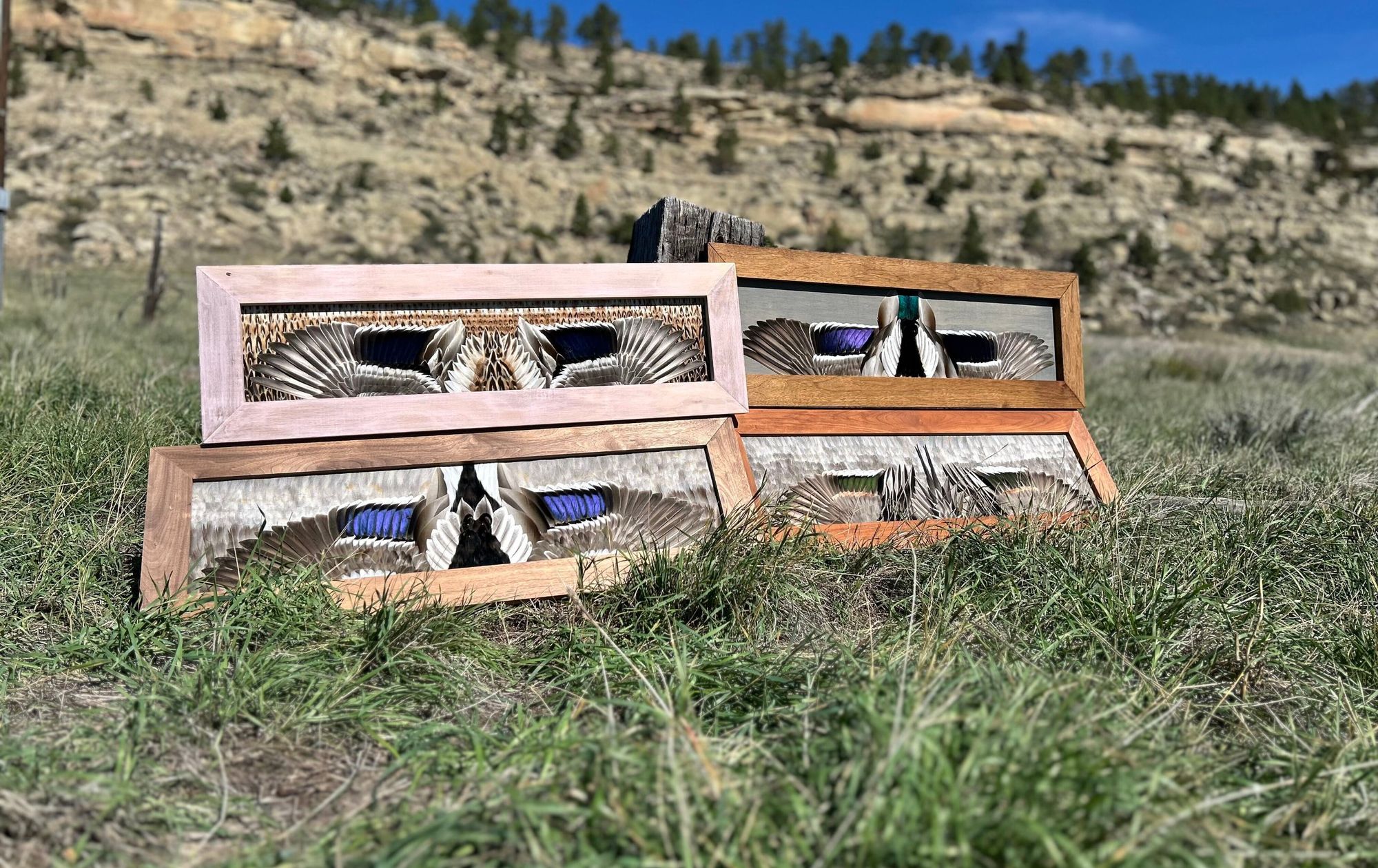 Four duck flying mounts stacked against a fence post in a Montana field below a sandstone rimrock
