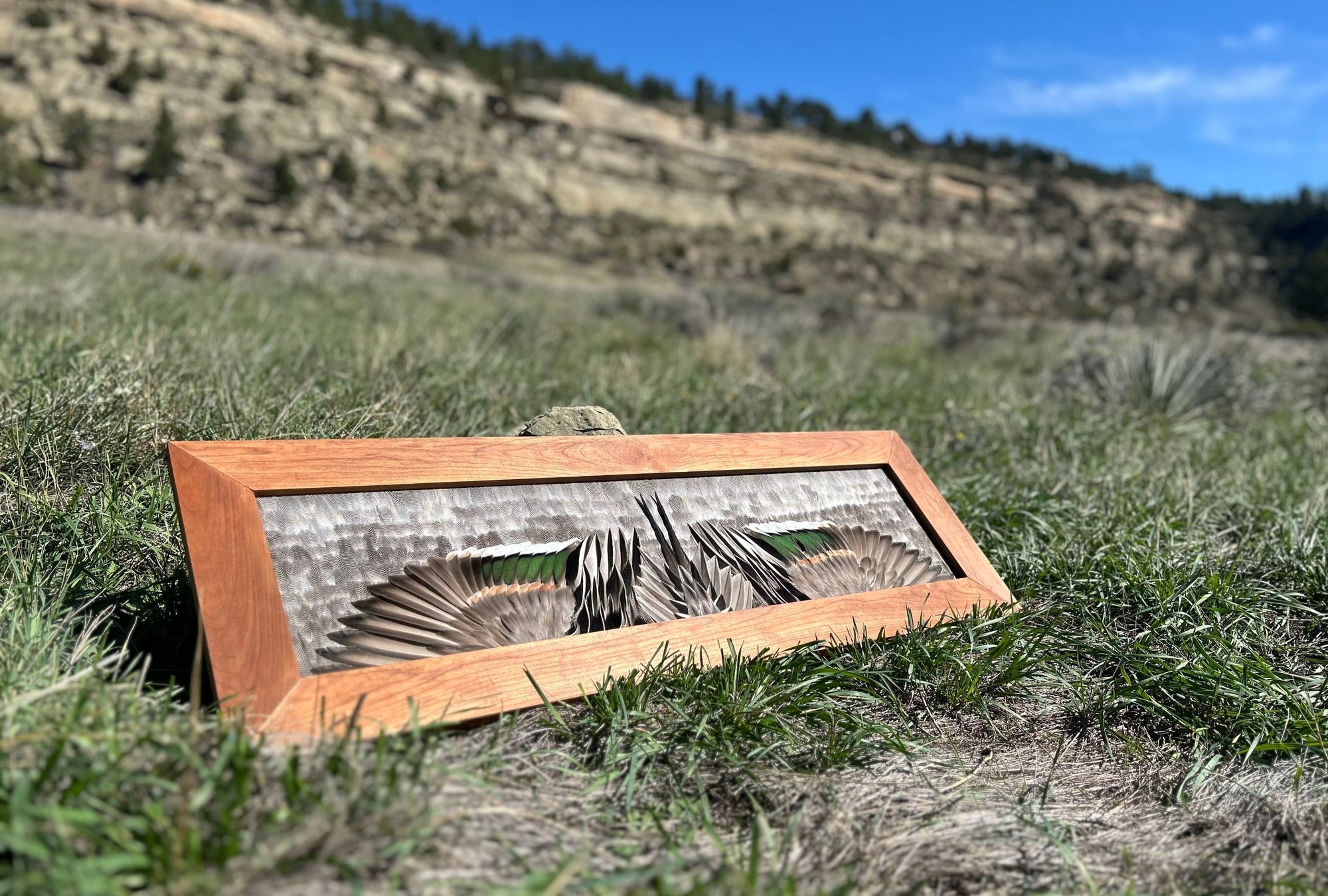 A pintail drake flying mount set in the grass below the sandstone rimrock outside Billings