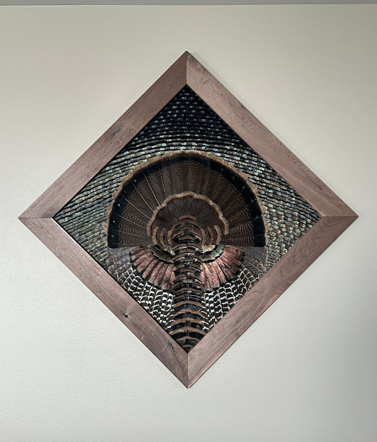 Turkey diamond mount hung on point on a painted wall, with the full fan, wing, and body feathers in a walnut frame