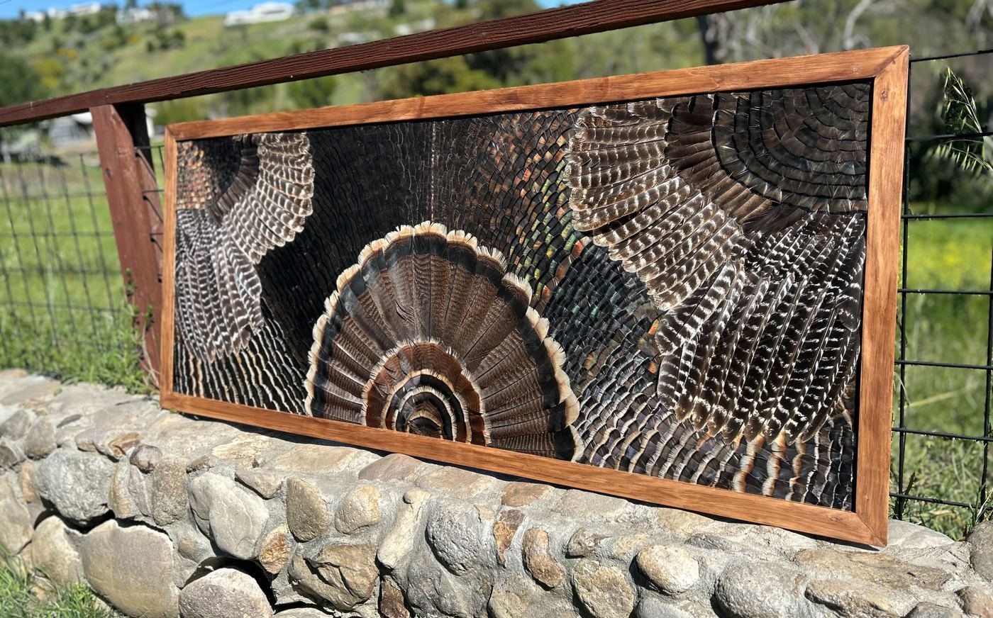 Turkey wing mount with the fan at center and both wings spread across a wide hardwood frame